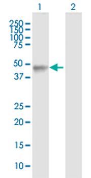 LHX4 purified MaxPab rabbit polyclonal antibody (D01P)