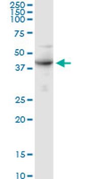 ALG2 purified MaxPab rabbit polyclonal antibody (D01P)