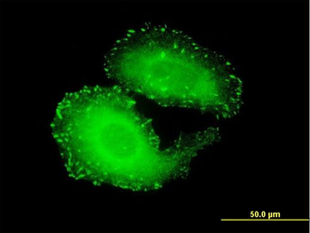 TNS4 monoclonal antibody (M01), clone 3B8