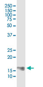 COX4I2 monoclonal antibody (M01), clone 1F2