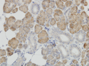 COX4I2 monoclonal antibody (M01), clone 1F2