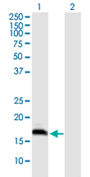 COX4I2 monoclonal antibody (M01), clone 1F2