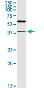 TRIM63 MaxPab rabbit polyclonal antibody (D01)