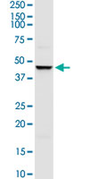 TRIM63 MaxPab rabbit polyclonal antibody (D01)