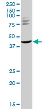 TRIM63 MaxPab rabbit polyclonal antibody (D01)