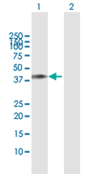 TRIM63 MaxPab rabbit polyclonal antibody (D01)