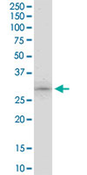 ING5 purified MaxPab mouse polyclonal antibody (B01P)