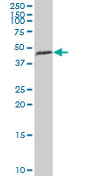 HSDL2 purified MaxPab mouse polyclonal antibody (B01P)