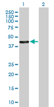 HSDL2 purified MaxPab mouse polyclonal antibody (B01P)