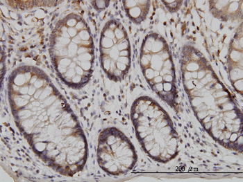 USP48 monoclonal antibody (M01), clone 3G4