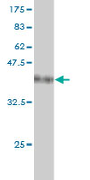 USP48 monoclonal antibody (M01), clone 3G4