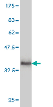 LOXL4 monoclonal antibody (M01), clone 4H7