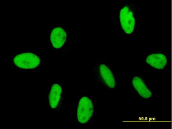 GTF2IRD2 purified MaxPab mouse polyclonal antibody (B01P)