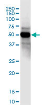 CCDC8 purified MaxPab mouse polyclonal antibody (B01P)