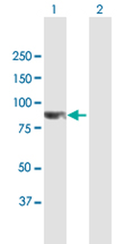 CCDC8 purified MaxPab mouse polyclonal antibody (B01P)