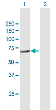 FERMT3 purified MaxPab mouse polyclonal antibody (B01P)