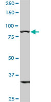 TLR10 monoclonal antibody (M01), clone 2A11