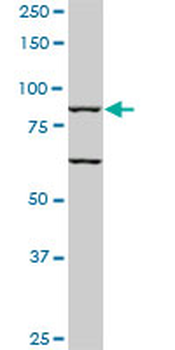 TLR10 monoclonal antibody (M01), clone 2A11