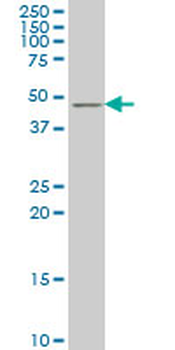 TSC22D4 monoclonal antibody (M07), clone 4G7