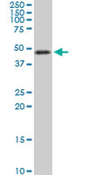 TSC22D4 monoclonal antibody (M07), clone 4G7
