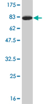 TSC22D4 monoclonal antibody (M07), clone 4G7