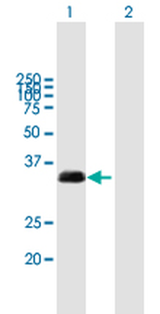 TXNDC1 purified MaxPab mouse polyclonal antibody (B01P)