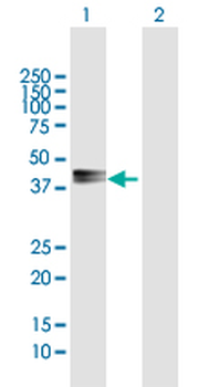 PDGFD MaxPab rabbit polyclonal antibody (D01)