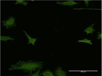 EFHD1 monoclonal antibody (M05), clone 1H7