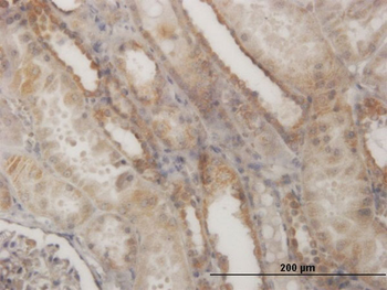EFHD1 monoclonal antibody (M05), clone 1H7