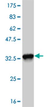 EFHD1 monoclonal antibody (M05), clone 1H7