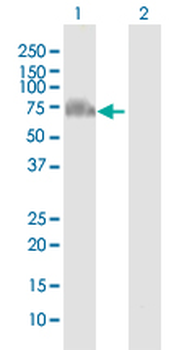 GRHL2 purified MaxPab mouse polyclonal antibody (B01P)