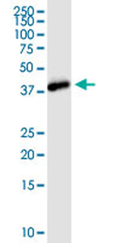 NANOG monoclonal antibody (M04), clone 3A12