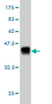 PEAK1 monoclonal antibody (M03), clone 3G6