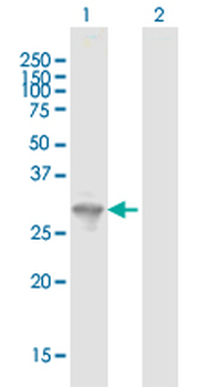 FYCO1 purified MaxPab mouse polyclonal antibody (B01P)