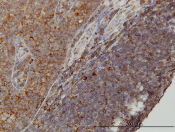 WDR77 monoclonal antibody (M01), clone 3F10