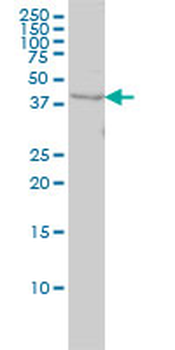 WDR77 monoclonal antibody (M01), clone 3F10
