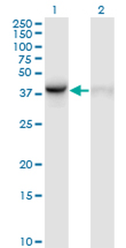 WDR77 monoclonal antibody (M01), clone 3F10