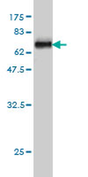 WDR77 monoclonal antibody (M01), clone 3F10