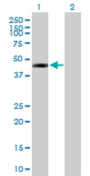 DSCC1 purified MaxPab mouse polyclonal antibody (B01P)
