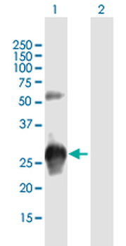 KCTD15 purified MaxPab mouse polyclonal antibody (B01P)