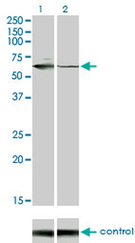STK33 monoclonal antibody (M02), clone 6G1