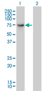 DNAI2 monoclonal antibody (M01), clone 1C8