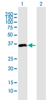 PDLIM2 purified MaxPab mouse polyclonal antibody (B01P)