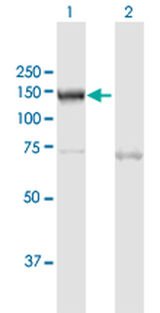 NOD2 MaxPab rabbit polyclonal antibody (D01)