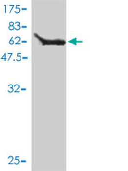 MOAP1 monoclonal antibody (M01), clone 4A11