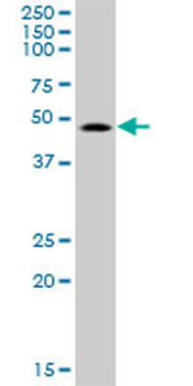 SMAP1 purified MaxPab mouse polyclonal antibody (B01P)