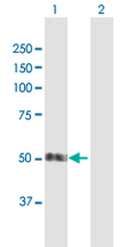 SMAP1 purified MaxPab mouse polyclonal antibody (B01P)