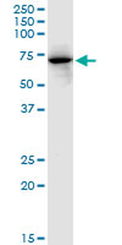 FKBP10 monoclonal antibody (M13), clone 2D4