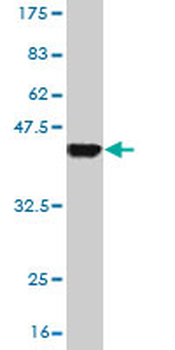 EXOC4 monoclonal antibody (M06), clone 4F1