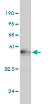 NGB monoclonal antibody (M02), clone 1A11-A9